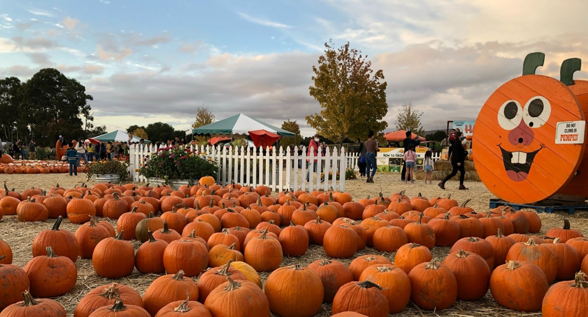 Popular Pumpkin Patch Moves to Open Space Authority Farmlands